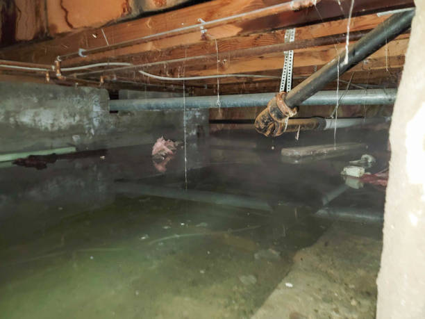 Best Local water damage restoration  in Lyons, IL