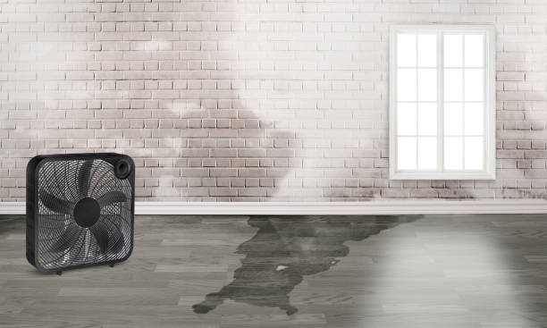 Best Professional water damage repair  in Lyons, IL